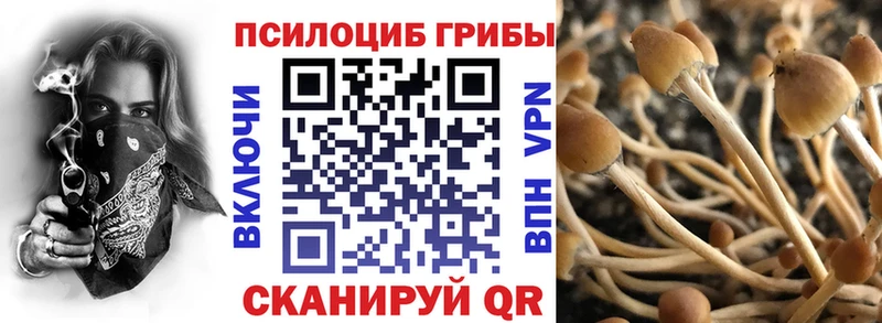 Псилоцибиновые грибы Psilocybine cubensis  Знаменск 